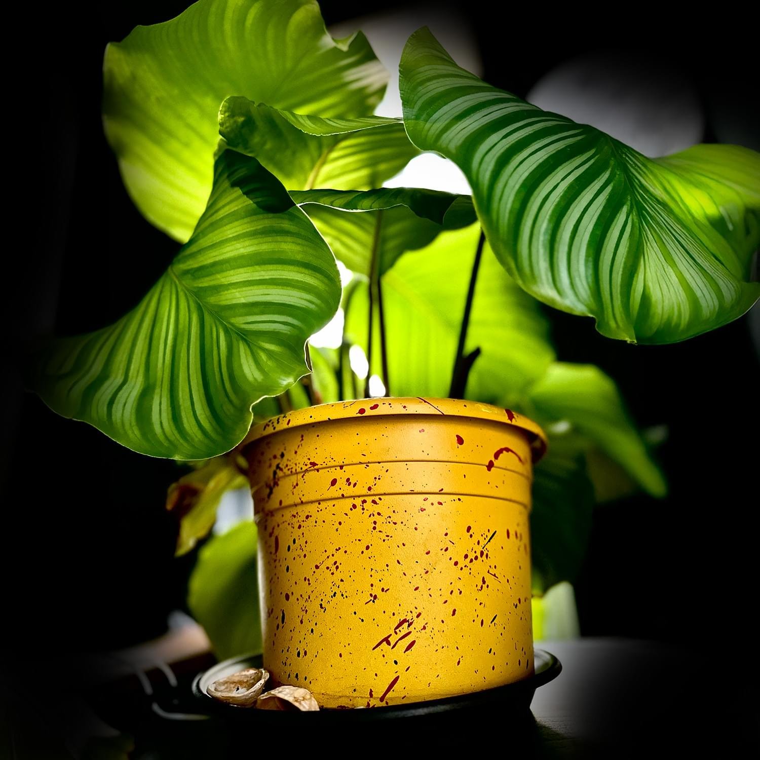 Art-plart-painting-plant-pot